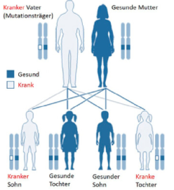 <p>(K3) Was ist das für ein Erbgang?</p>