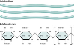 <p>cellulose</p>