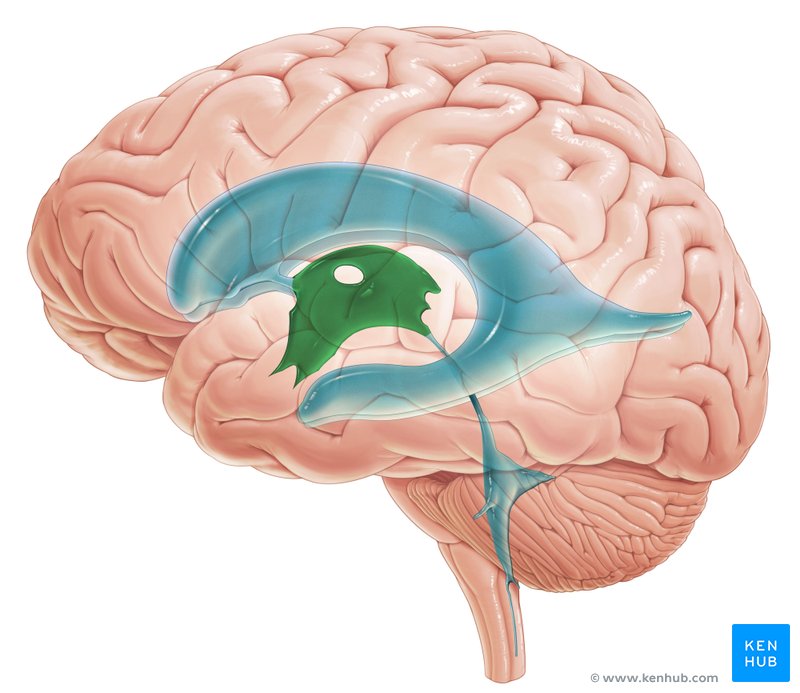 <p>The <strong><em></strong></em>__ is an important structure in the brain that plays a role in the production and circulation of cerebrospinal fluid (CSF).</p>