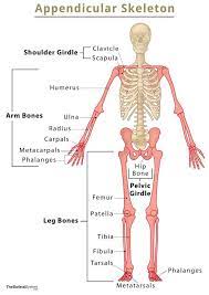 <p>Appendicular Skeleton</p>