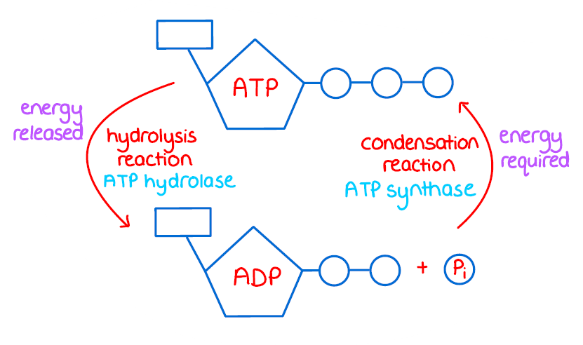 <p>the process of breaking down ATP into ADP and inorganic phosphate, releasing energy for cellular functions</p>