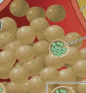 <p>Neurotransmitters are stored in ______</p>