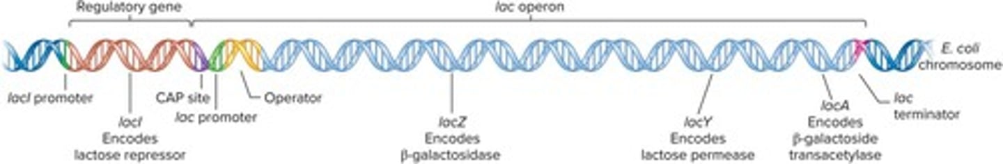 <p>A gene cluster in bacteria that regulates lactose uptake and metabolism.</p>
