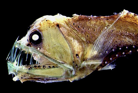 <p>various deep sea fishes: dragonfish, hatchetfish, viperfish, bristlemouths, lightfishes</p><p></p><p></p><p>Key traits:</p><ul><li><p>414 spp</p></li></ul><ul><li><p>teeth on maxilla and premaxilla, cycloid scales or scaleless, photophores</p></li></ul><p></p>