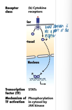 <p>receptors: cytokine receptors</p><p>transduction signaling proteins: JAKs, STATs</p><ul><li><p>combos of receptors and signals allows the cell to respond in a sophisticated manner to different ligands </p></li></ul><p></p>