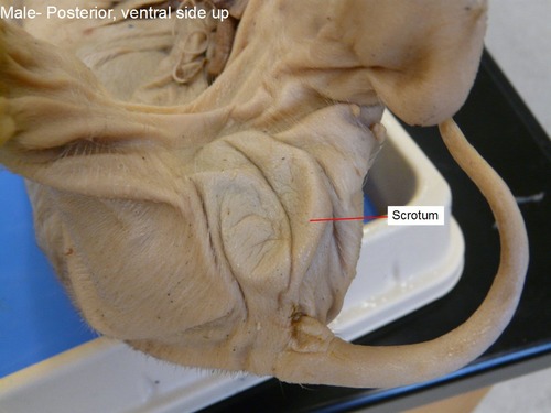 male pig: two slightly rounded patches (testes), then find the male urogenital opening on a small mound just posterior to the umbilical cord.
