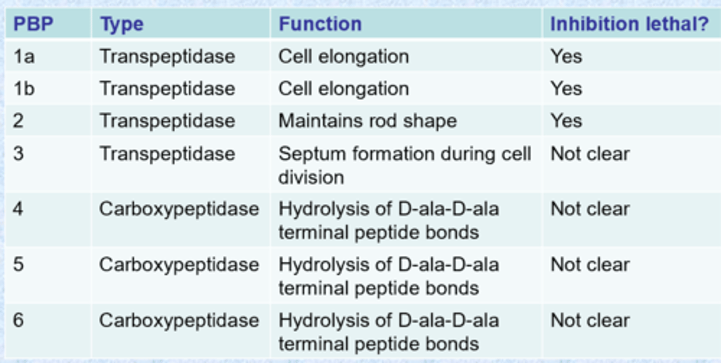 <p>- tend to have highly conserved active sites (nucleophilic serine)</p><p>- chemists can inhibit all of them</p><p>- PBPs vary from one bacteria to another</p>