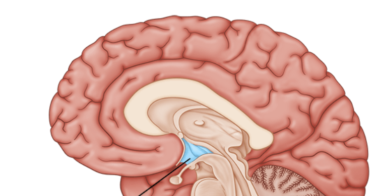 <ul><li><p><span style="font-family: sans-serif; color: #NaNNaNNaN">Cone-shaped structure beneath the thalamus</span></p></li><li><p><span style="font-family: sans-serif; color: #NaNNaNNaN">Bounded by the optic chiasm</span></p></li><li><p><span style="font-family: sans-serif; color: #NaNNaNNaN">Nonconscious regulation of bodily homeostasis and hormone secretion via the pituitary gland</span></p></li></ul><p></p>