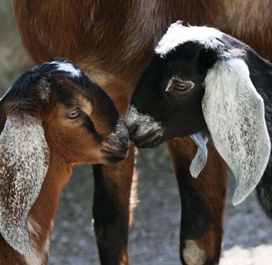 <p>What Goat is this?</p>