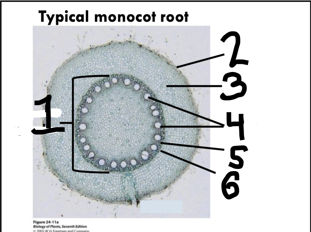<p>Label these - monocot or dicot?</p>