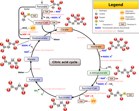 <p>occurs in the lumen of the mitochondria, goal is to get electrons to the electron transport chain</p><p>-in: pyruvate and acetyl-CoA</p><p>-out: electrons, GTP, CoA</p><p>-components of this cycle are used elsewhere in the cell, like citrate in semen</p>