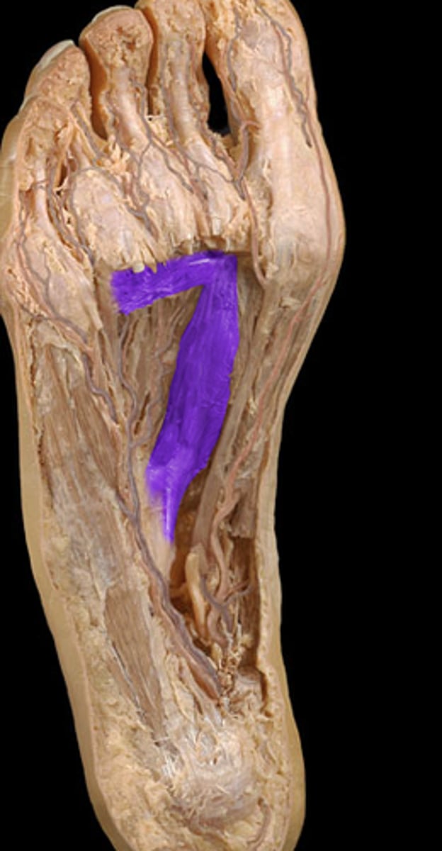 <p>Origin: Base of metatarsals 2-4</p><p>Insertion: Proximal phalanx of great toe</p>
