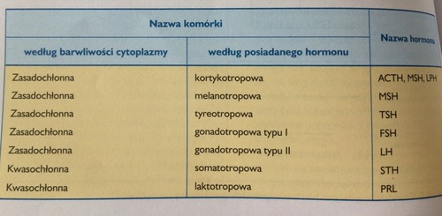 <p>- kom. somatotropowe - zawierają STH</p><p>- kom. kortykotropowe - zawierające ACTH, MSH, LPH. Hormony te powstają z proopiomelanokortyny. </p><p>- kom. tyreotropowe - zawierające TSH</p><p>- kom. gonadotropowe typu I - FSH</p><p>- kom. gonadotropowe typu II - LH</p><p>- kom. laktotropowe - prolaktynę</p>