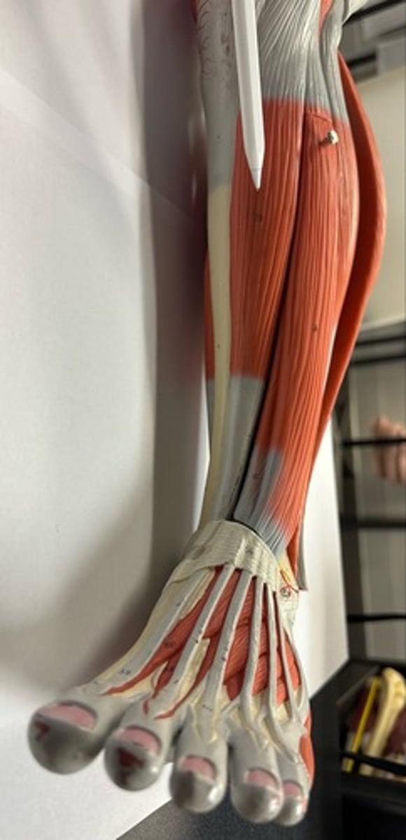 <p>What are the (2) attachments of the Tibialis Anterior?</p>