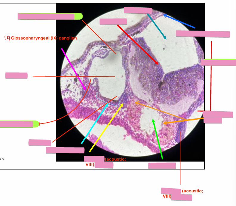 <p>what level<br>primary brain vesicle<br>parts</p>