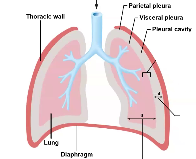 <ol><li><p>Intrapleural pressure</p></li><li><p>Intrapulmonary/intra-alveolar pressure </p></li><li><p>Trans pulmonary pressure</p></li></ol><p></p><p></p>
