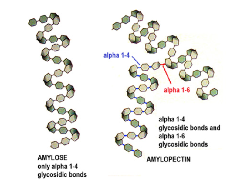 <p>Made of two different polysaccharides: amylose and amylopectin</p><p>Amylose is a straight chain molecule made of alpha glucose with 1,4 glycosidic bonds. It forms coils into a helix through its hydrogen bonds between molecules.</p><p>Amylopectin is a branched molecule made of alpha glucose with 1,4 glycosidic bonds, and 1,6 glycosidic bonds at branching points.</p>