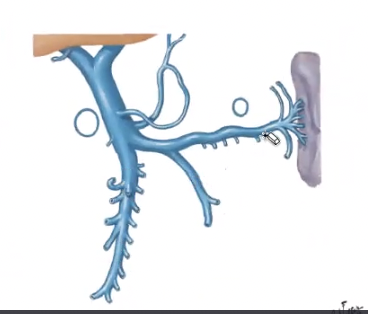 <p>what is shown in the photo? what are the two founding tributaries of the vein?</p>