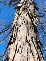 <p>Leaf: typically 5 leaflets, glabrous, yellow green</p><p>Bark: smooth when young, develops long plates, peeling top to bottom</p>