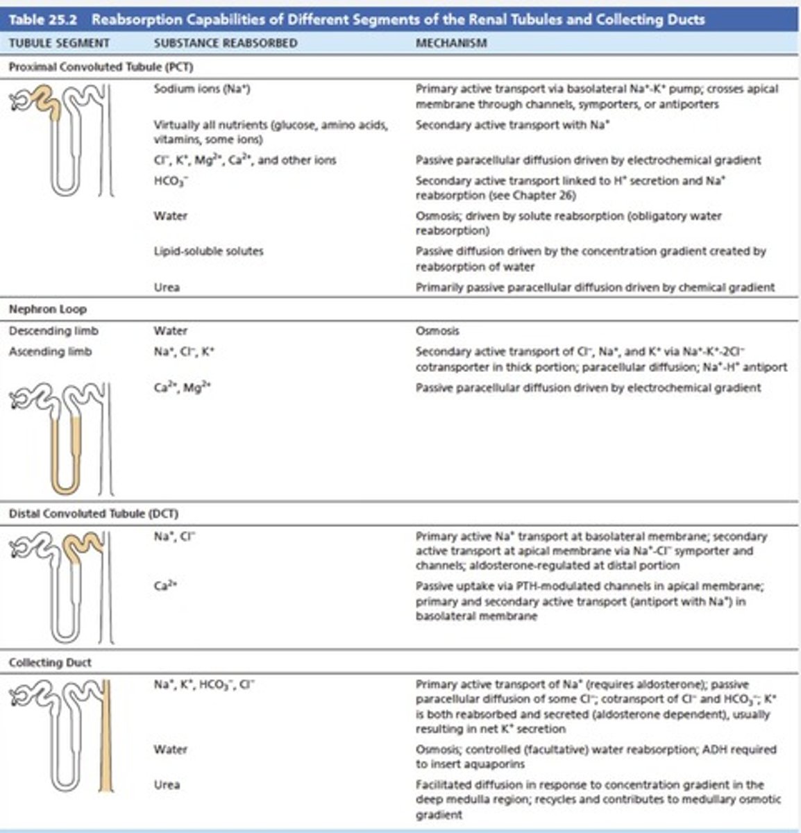 <p>The indented area is the entrance for renal artery, renal vein, ureter, nerves, lymphatics.</p>