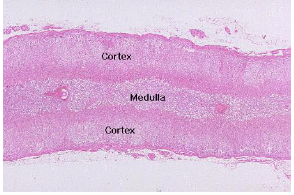 <p>adrenal gland</p>