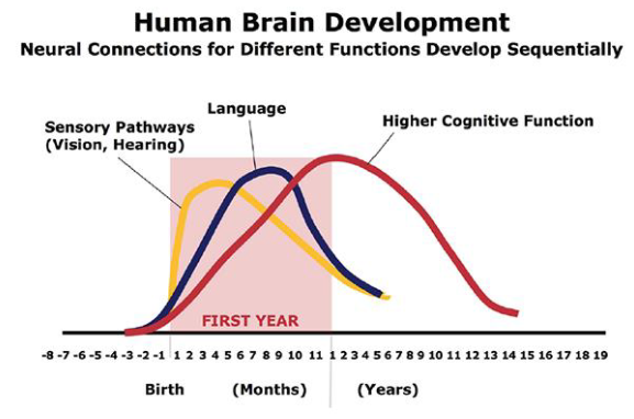 <p>Prefrontal regions of the frontal lobe</p><p>• Around 1st year peak in synaptic density</p><p>• Around 15th year synaptic density at adult level</p><p>• Myelination continues until early adulthood!</p><p></p>