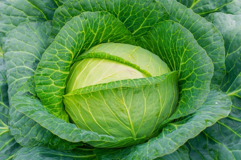<p>Cabbage</p>