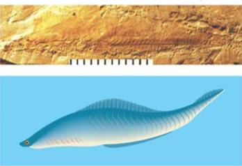 <p>Fossil chordates that were the <strong>first to have a head</strong> (brain, eyes, sensory organs) but <strong>lacked vertebrae</strong>.<br><strong>Significance:</strong> The head enabled <strong>more complex movement and feeding behaviors</strong>.</p>