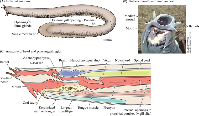 <p>SYNAPOMORPHY: <strong>SLIME GLANDS</strong></p><ul><li><p>The slime <strong>chokes and deters gnathostome predators</strong></p></li></ul><p></p><ul><li><p><strong>Single median nostril</strong></p></li><li><p><strong>Pharynx and gill slits are posterior to the head</strong></p></li><li><p><strong>Single median fin</strong></p></li><li><p><strong>Pre-anal fin</strong> (the only extant vertebrates to have one)</p></li><li><p>Teeth arranged <strong>horizontally</strong> &lt;—&gt;</p></li><li><p>No larval stage</p></li><li><p>Reduced features (such as <strong>no eyes</strong>)</p></li></ul><p></p>