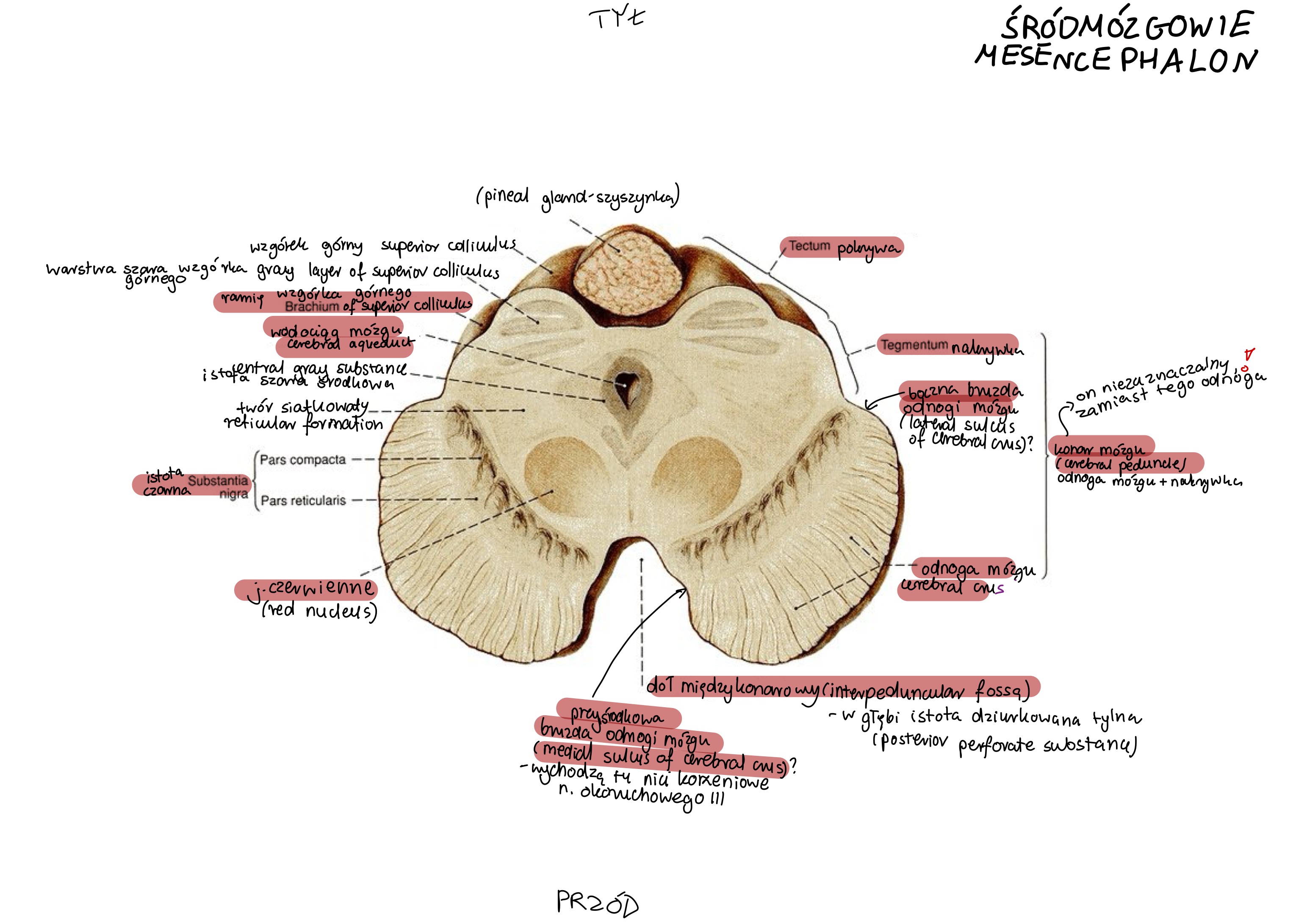 <p>istota czarna (substantia nigra)</p>