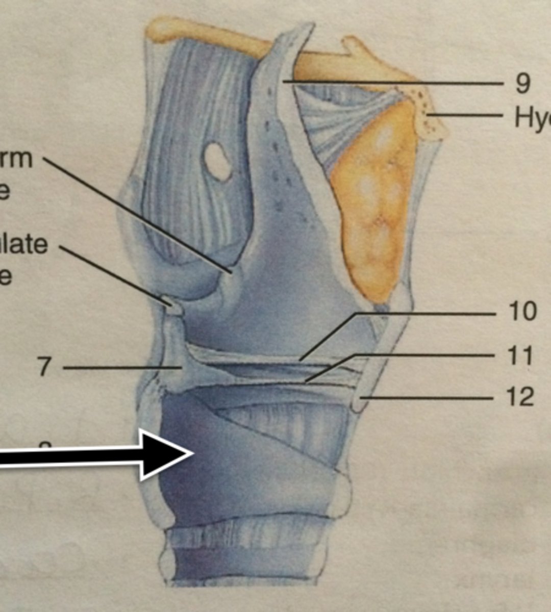 knowt flashcard image