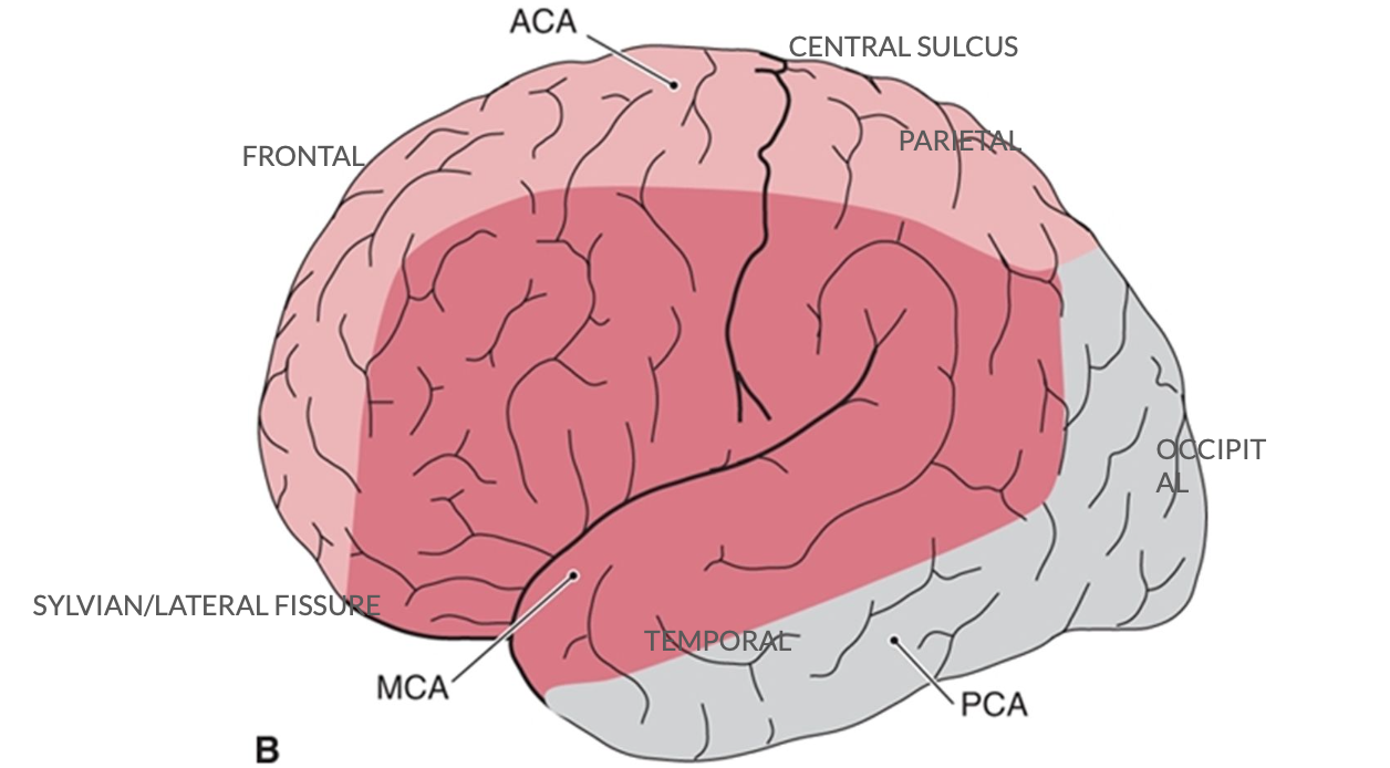 <p>Cerebral Arteries </p>