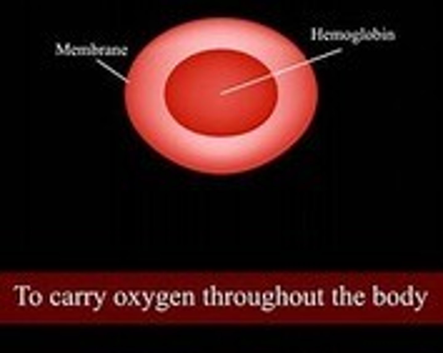 <p>O2/CO2 transport (red blood cell)</p>