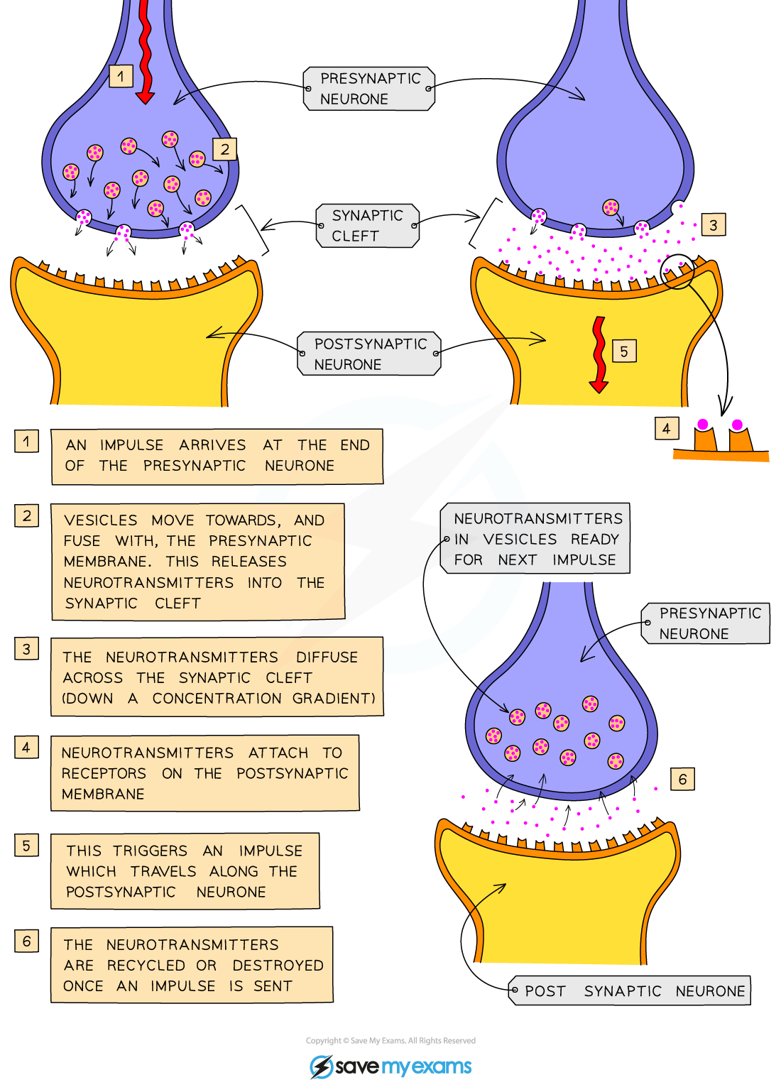 <p>Impulse triggers neurotransmitter release into the gap, diffusion across the gap, binding to receptors, new impulse in next neurone</p>