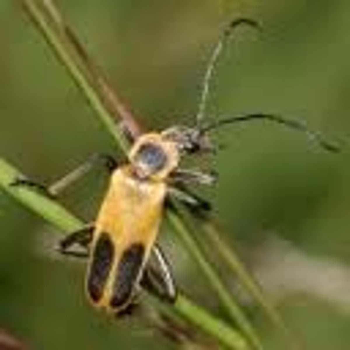 <p>Beetle Family</p>