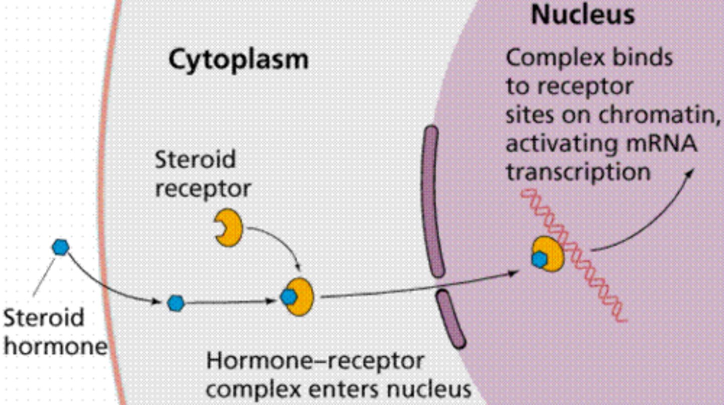 <p>steroid and thyroid hormones</p><p>-act on intracellular receptors that directly activate genes</p><p>-can enter cell</p>