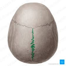 <p>name this bone or bone marking?</p>
