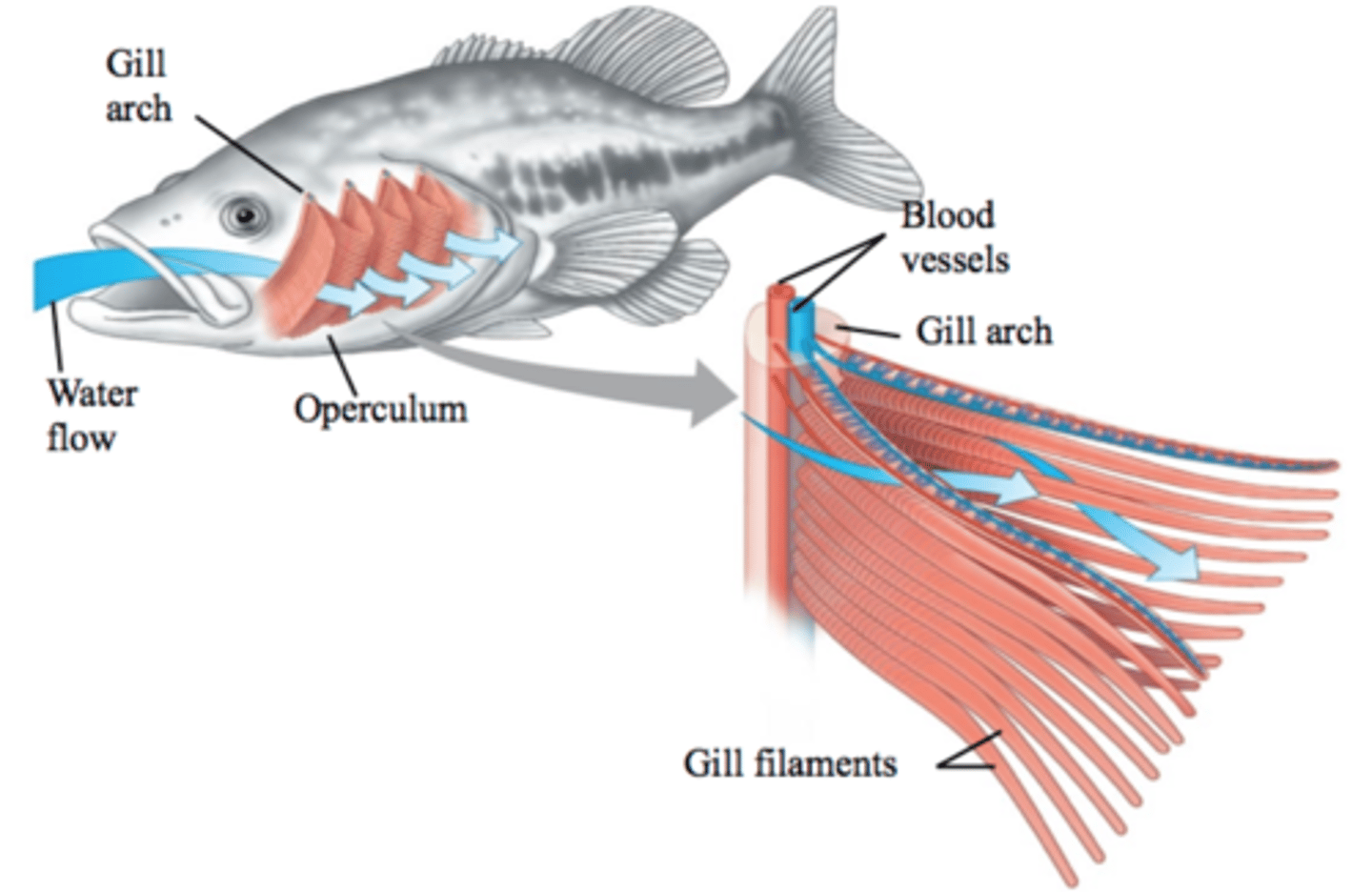 <p>Small intestine, kidneys, lungs, gills in fish, roots and leaves in plants all have adaptations such as thin membranes and increased surface area</p>