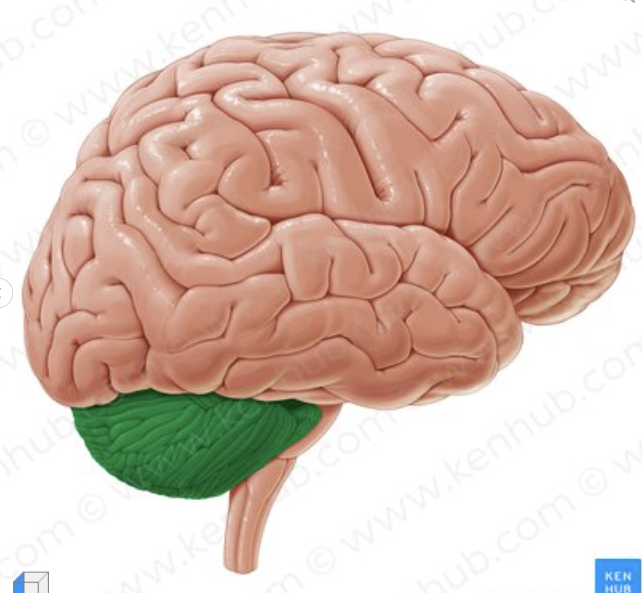 <p>What structure of the brain is depicted in green?</p>