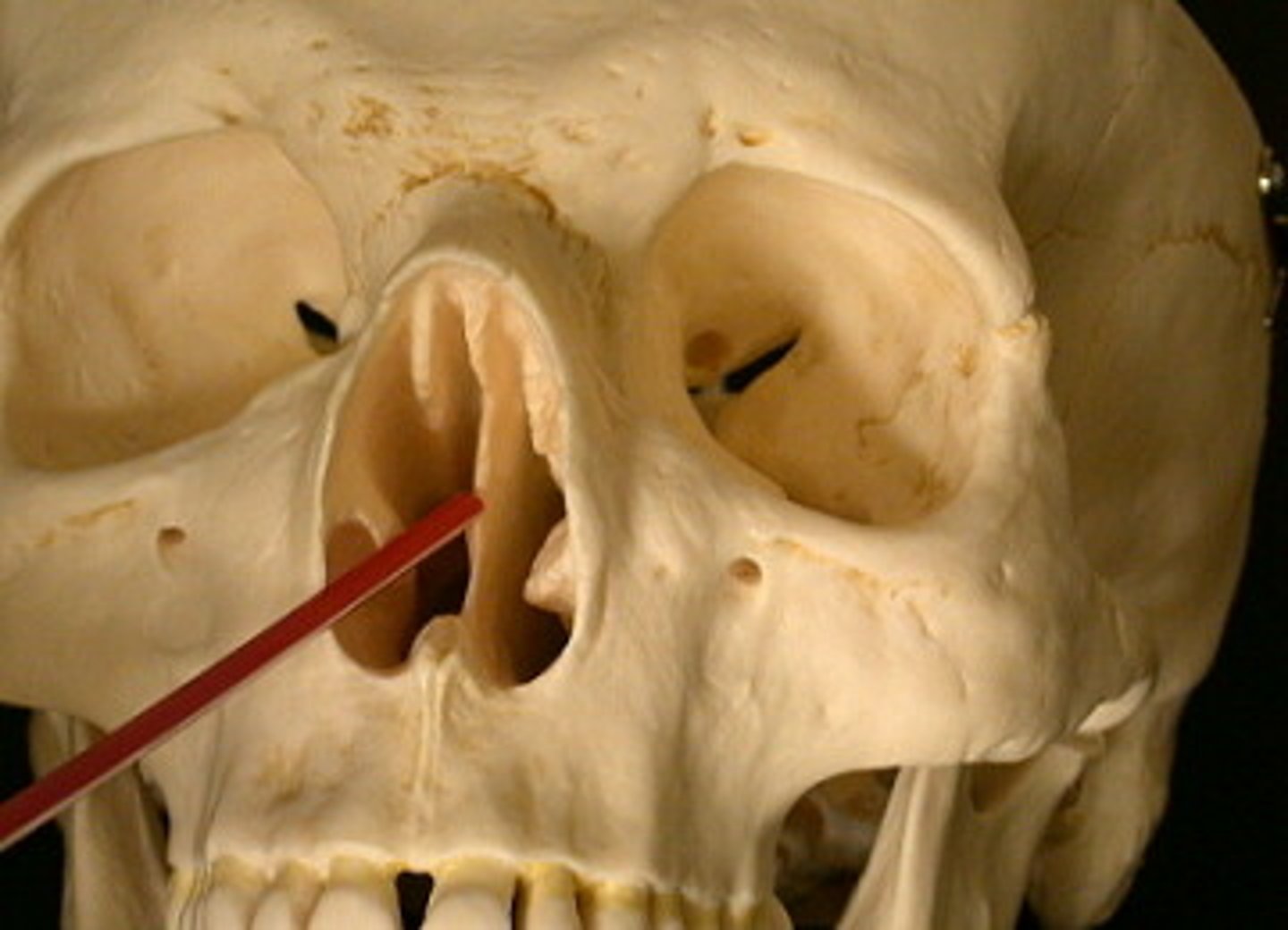 <p>Makes up the nasal septum.</p><p>The septum is composed of the vertical bones in the skull, and separates the two halves of the nasal cavity</p>