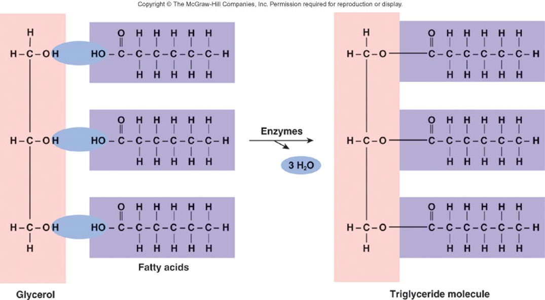 triglycerides/fats (glycerol + 3 fatty acids)