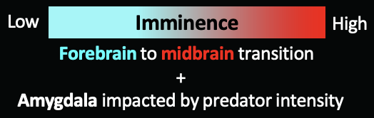 <p><span><span>Predator intensity modulated neural responses</span></span></p><ul><li><p><span><span>High intensity predators -> PAG, CeA, BNST activation</span></span></p></li><li><p><span><u><span>Distal</span></u><span> high intensity predators -> basolateral amygdala activation</span></span></p></li><li><p><span><span>Low intensity predators -> vmPFC, BLA activity</span></span></p></li></ul><p></p>