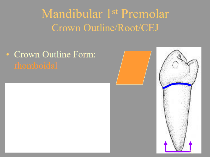 <p>B) Rhomboidal</p>