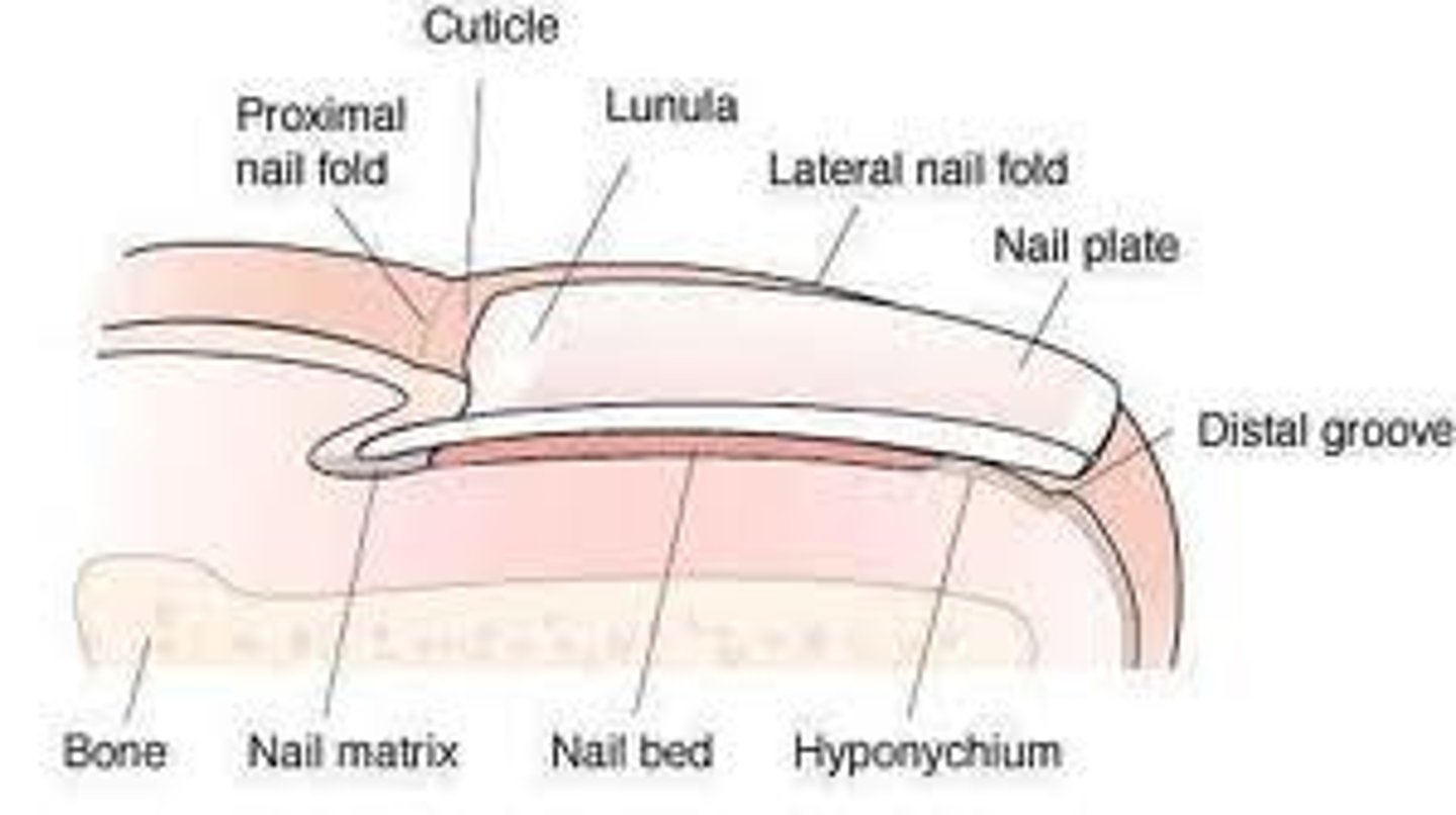 <p>mitotic cells correspond to stratum basale</p><p>growth zone of nail</p>