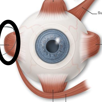 <p>what is the circled structure?</p>