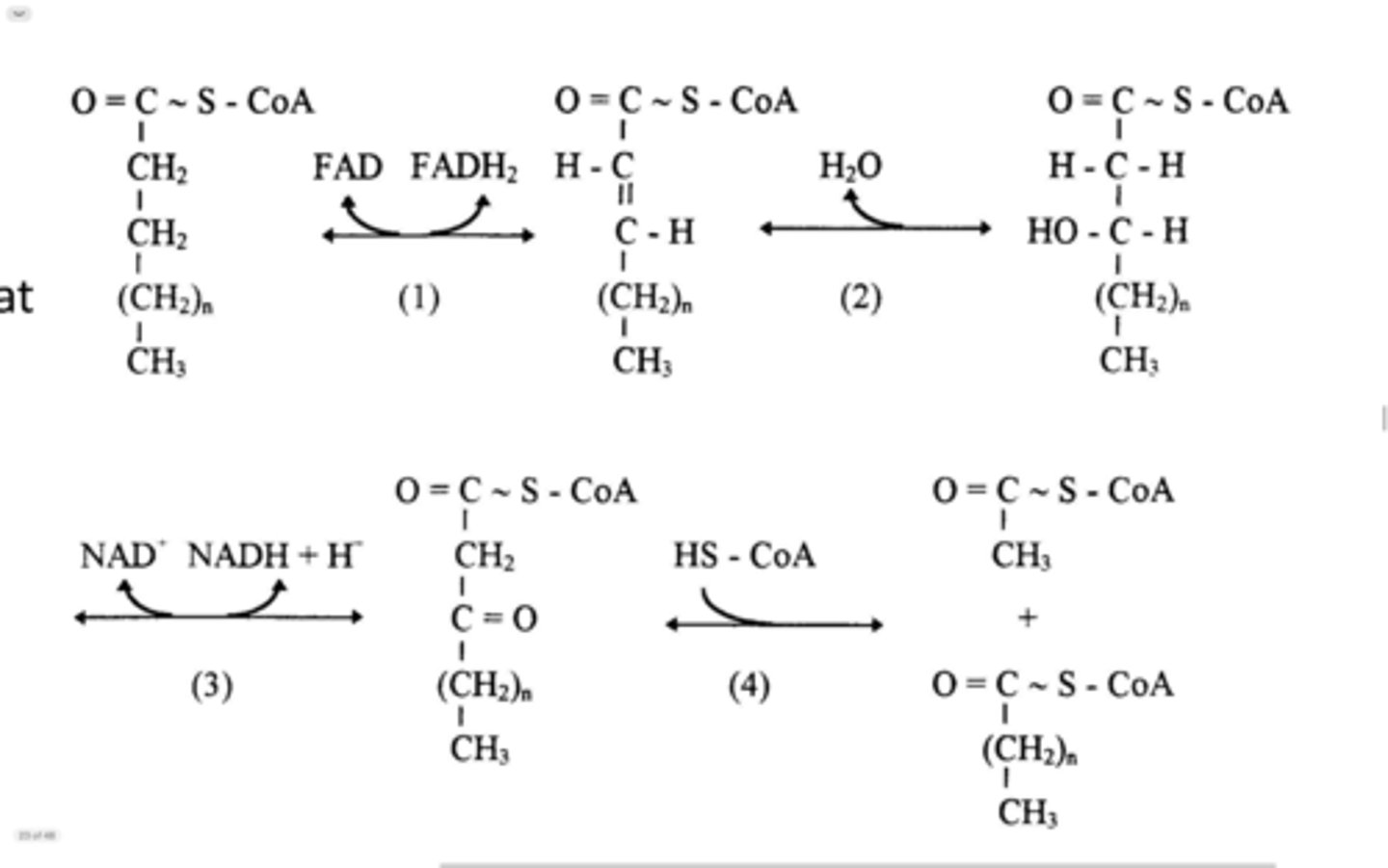 <p>1) oxidatie (er komt FADH2 vrij)</p><p>2) hydratie</p><p>3) oxidatie (er komt NADH + H+ vrij)</p><p>4) thiolyse (hydrolyse van acetyl coA)</p><p>->je gaat uw vetzuur afbreken tot acetyl coenzyme A's</p><p>->gebeurt in mitochondriale matrix</p><p>(ter info: stap 1,2,3 komt ook voor in de CAC om van succinaat naar oxaloacetaat te gaan)</p>