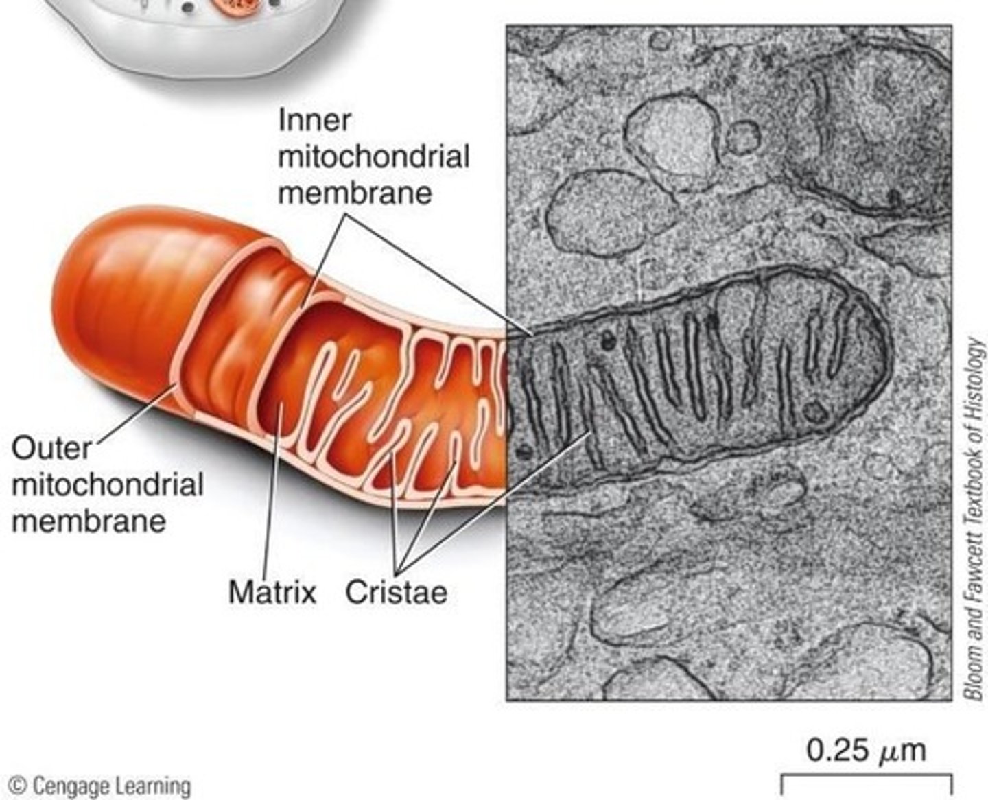 <p>Females pass mitochondria to all their children; sperm do not contribute mitochondria.</p>