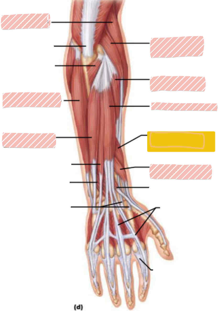 <p><span>Posterior arm</span></p>