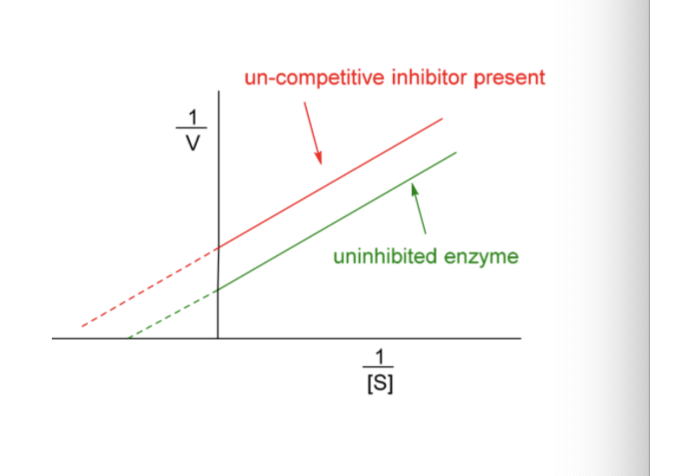 <ul><li><p><span style="background-color: transparent;">Vmax and Km decreased</span></p></li></ul><p></p>