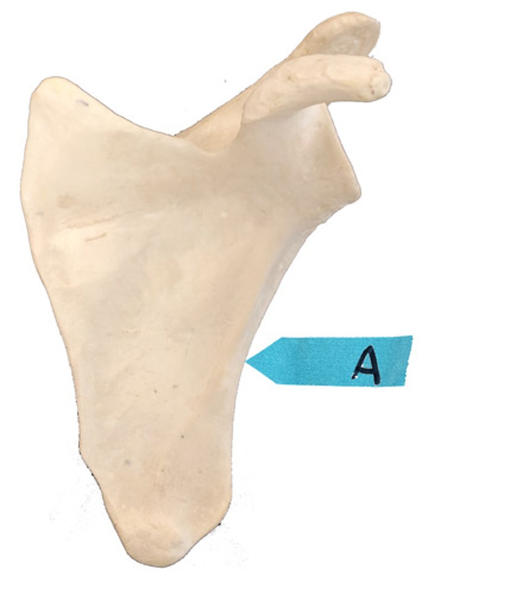 <p>Identify this bone marking.</p>